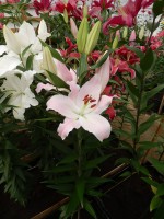 [4275 Oder Mak No101.JPG]